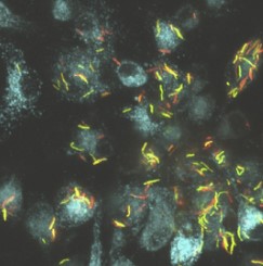 abstract microscopy
