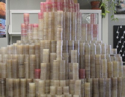 petri dishes in a pile