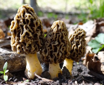 mushrooms