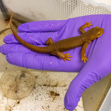 An adult rough-skinned newt rests in the gloved hand of doctoral student Sam Westcott.