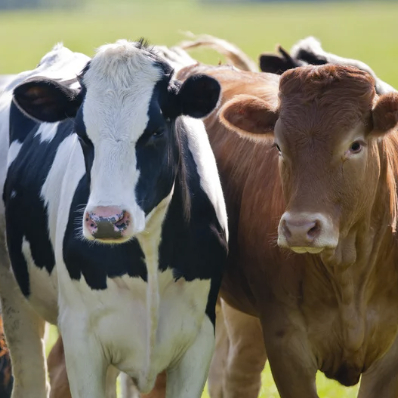Two cows stand next to each other. One is black and white and the other is brown. 