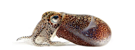 Hawaiian Bobtail Squid