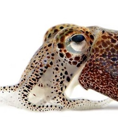 Image of Hawaiian bobtail squid