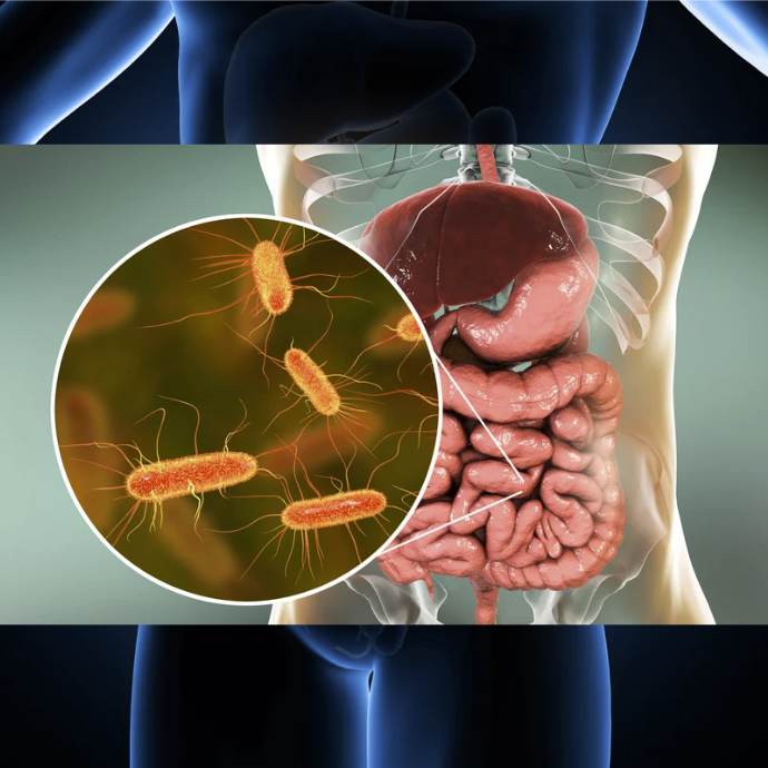 An image of an abdomen with intestines and then a close-up showing microbes in the intestines.