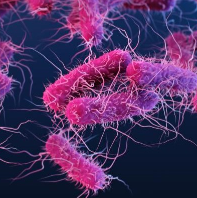 pink fuzzy cells represent e-coli